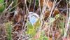 Plebejus argus